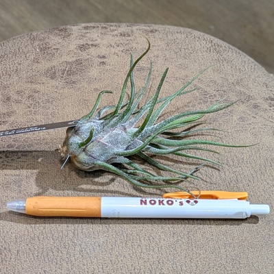 プルイノーサグアテマラ L 