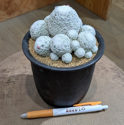 サボテン 春星 ４号 3.000円から20%OFF
