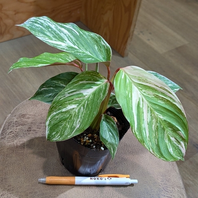 クテナンテ クラウドブロケイド ３.５号