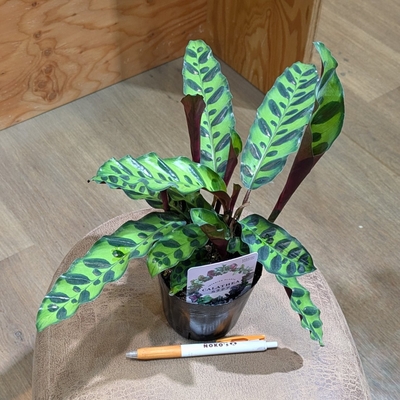 カラテア インシグニス ３.５号