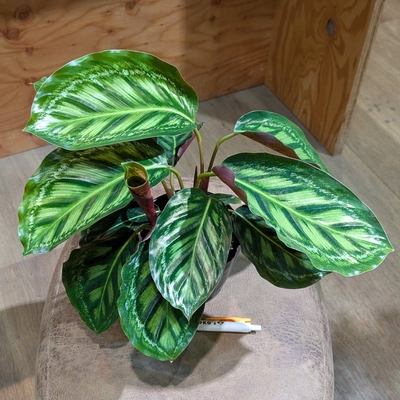 カラテアフレームスター ３.５号