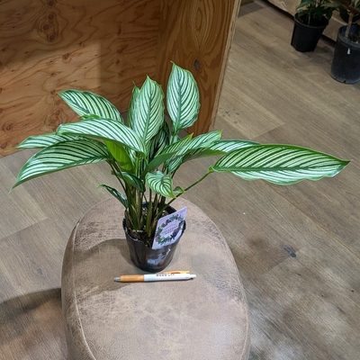 カラテア ビッタタ ３.５号