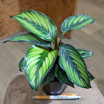 カラテア ビューティフルスター ３.５号