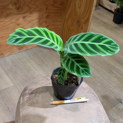 カラテア ゼブリナ ３.５号