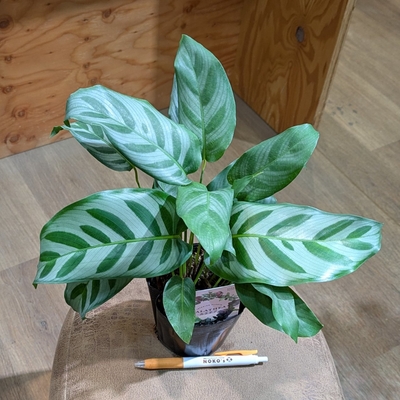 カラテア ベラ ３.５号