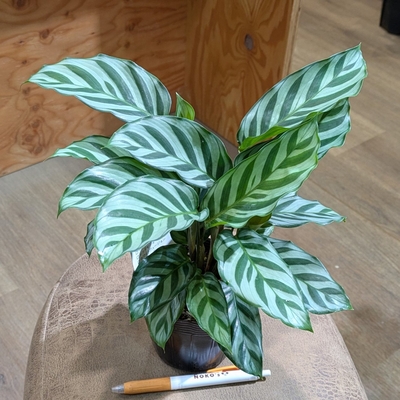 カラテア フレディ ３.５号 