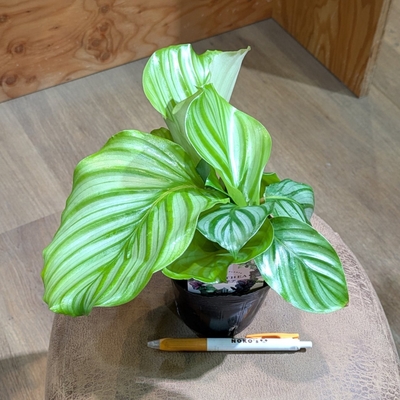 カラテア オルビフォリア ３.５号