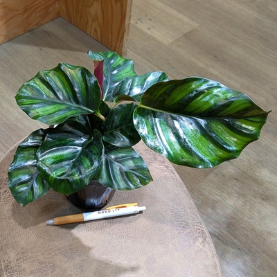 カラテア ファシアータ ３.５号