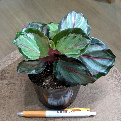 カラテア ノーザンライト ３.５号 