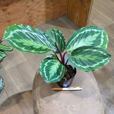 カラテア アナコンダグリーン ３.５号