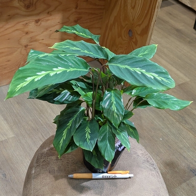 カラテア マウイクイーン ３.５号