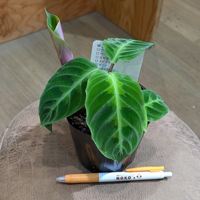 カラテア ワルセヴィッチ ３.５号