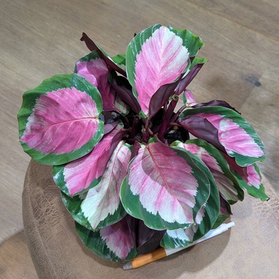 カラテア ロージー ３.５号