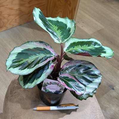 カラテア シャインスター ３.５号