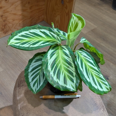 カラテア ピーコック ３.５号