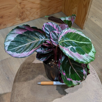 カラテア プリンセス ３.５号