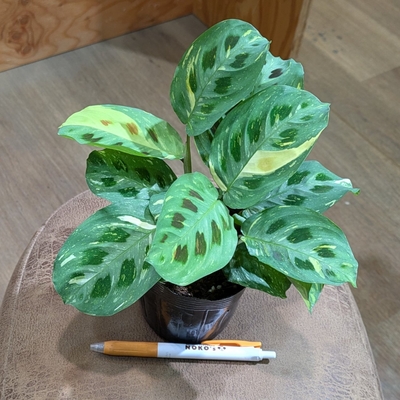 マランタ ケルコビアナ バリエガータ ３.５号