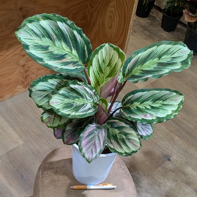 カラテア ニューメダリオン ６号 