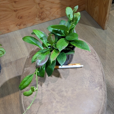 ホヤ オブスクラ ３.５号