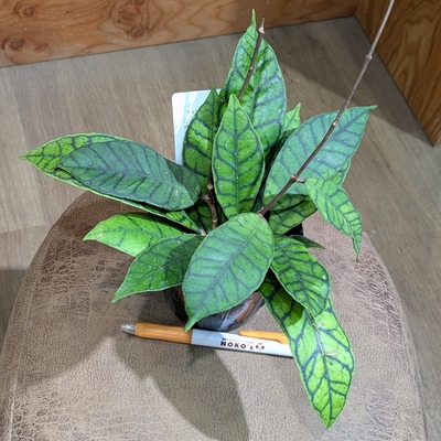 ホヤ カリストフィラ ３.５号