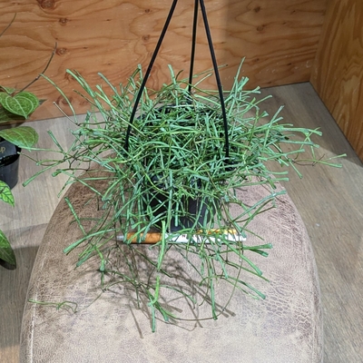 ホヤ レツーサ ４号