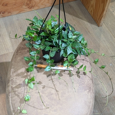 ホヤ クローニアナ ４号 