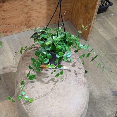 ホヤ マチルダ ４号