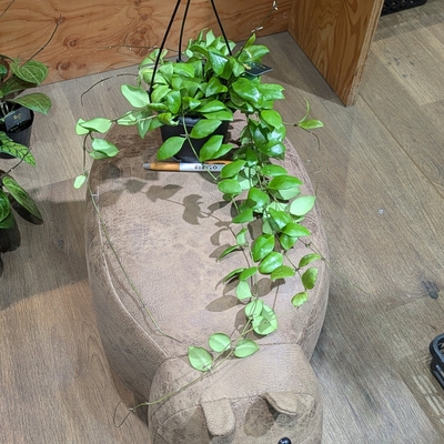 ホヤ ビレビアラタ ４号 