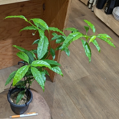 ホヤ ソロケンシス ４号 