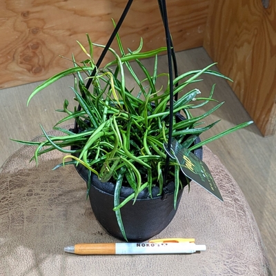 ホヤ アシキュラリス ４号