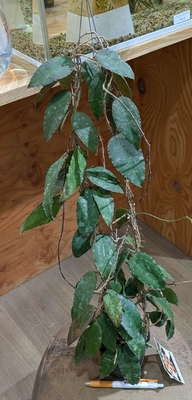 ホヤ カウダータスマトラ （Hoya Caudata Sumatra）