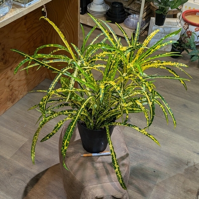クロトン 大花火 ５号
