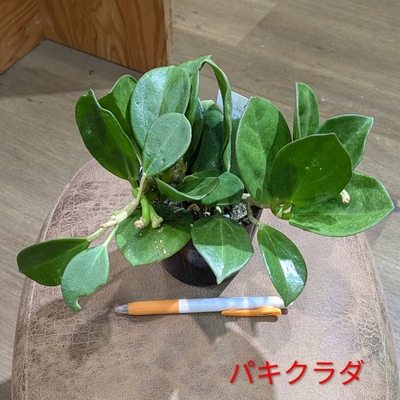 《花芽つき✨》ホヤ パキクラダ ３.５号