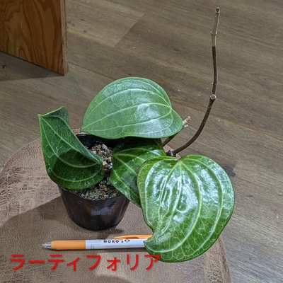 ホヤ ラーティフォリア ３.５号