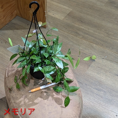 ホヤ メモリア ４号