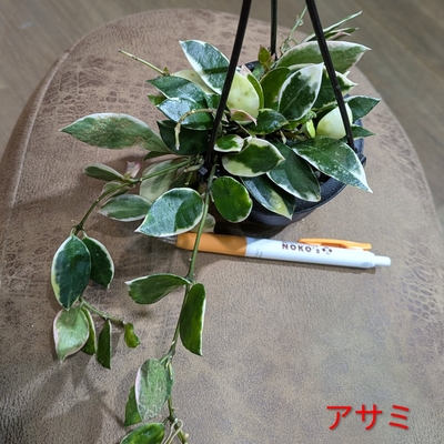 ホヤ ラクノーサアサミ ３号