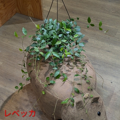 《花芽つき✨》ホヤ レベッカ ４号