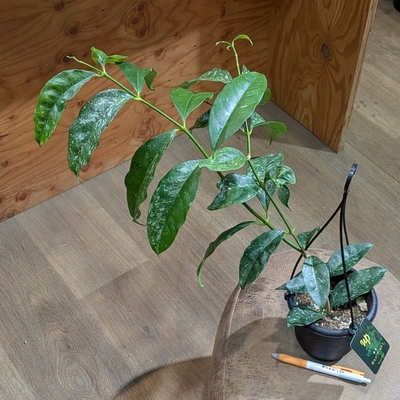 《花芽つき》ホヤ キスティアンサススプラッシュ ４号