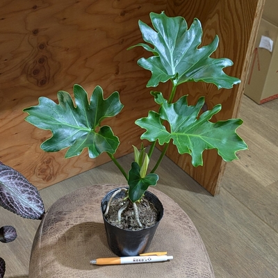 新入荷　超希少品種　 知緋錦　(古株群生) 法師錦　観葉植物　35cm超大品 ◎ 新入荷 ◎ | NOKO's