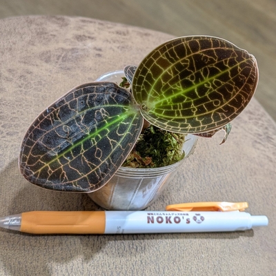 《水苔です！常湿OK✨》ドッシノキルス ドリームキャッチャー ２号 