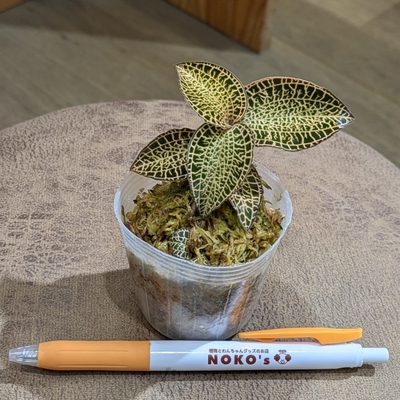 ジュエルオーキッド | NOKO's