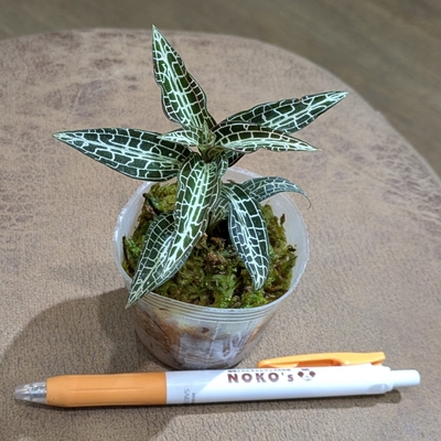 《水苔です！》グッディエラ ヒスピダ ２号