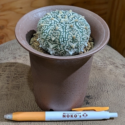 《接ぎ木です！》アストロフィツム Vスーパー兜 ３.５号 ◎現品販売◎