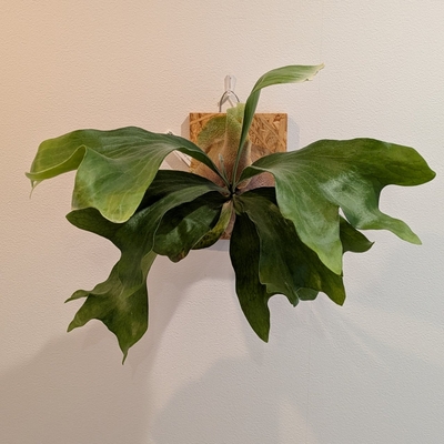プラティセリウム ヒリー リムコン スポア (P.hillii 'Rimkong sporling')  ◎現品販売◎