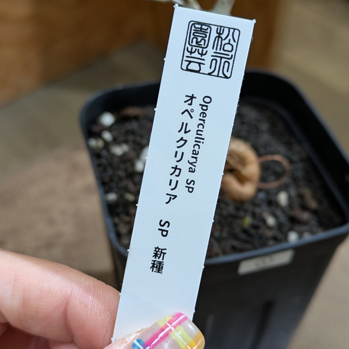オペルクルカリアsp新種 3.5号 ② ◎現品販売◎ | NOKO's