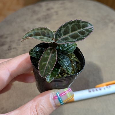 【水苔植え🍀】ラビシア リアウスマトラ １号