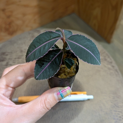 【水苔植え🍀】ラビシア プミラ １号