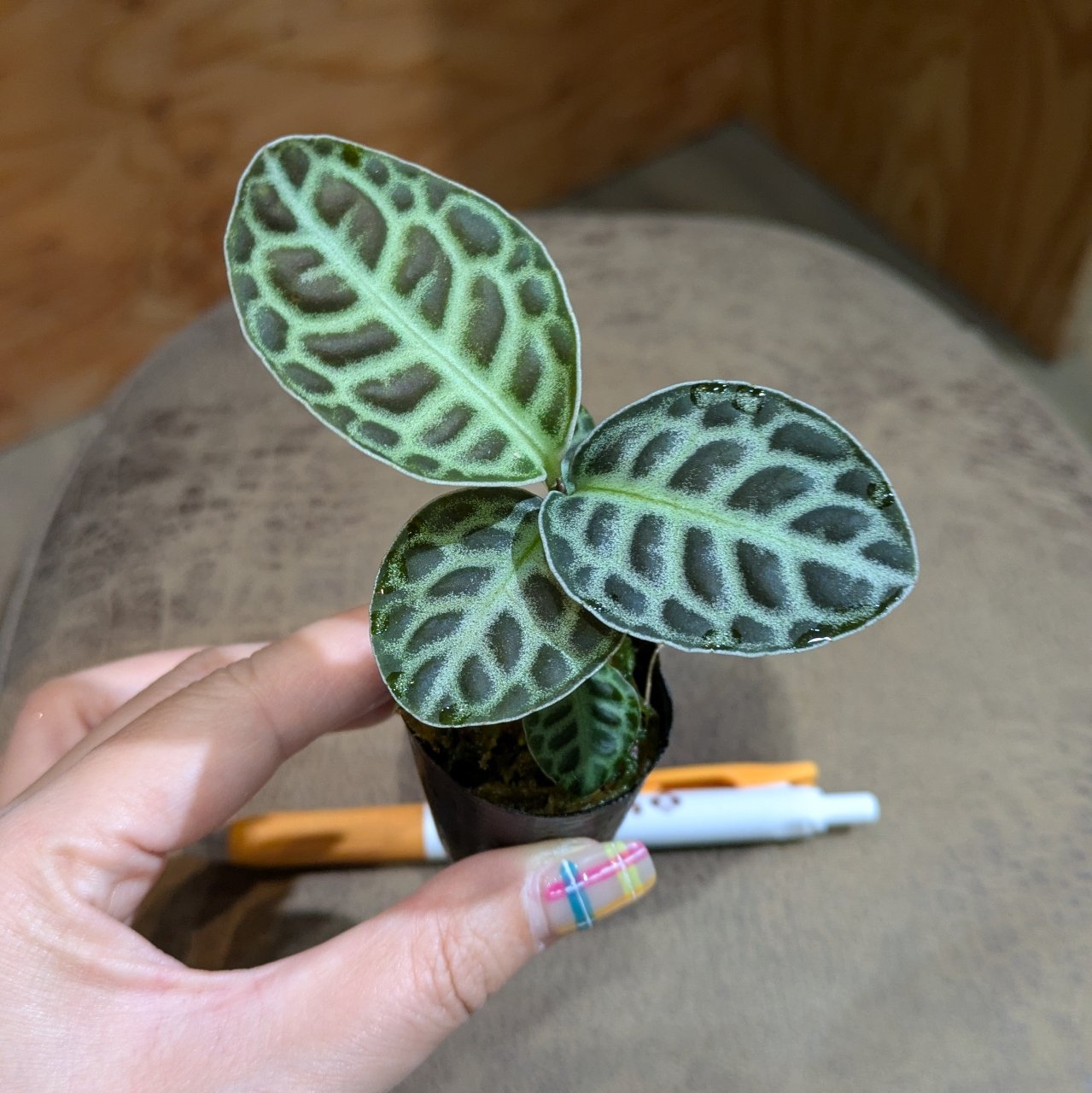 水苔植え🍀】ラビシア タートルバック 1号 ◎現品販売◎ | NOKO's