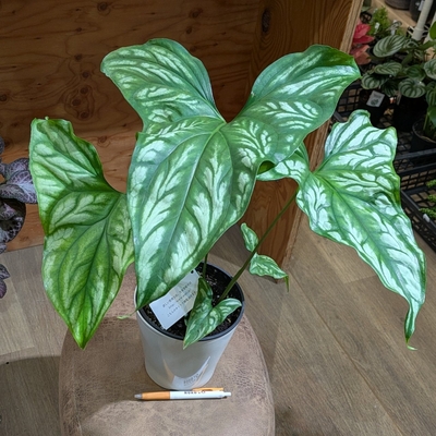セルセティス(レクトフィラム) ミラビレ ５号 荒木植物園さん産