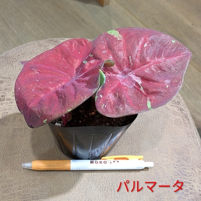 カラジウム パルマータ ３.５号